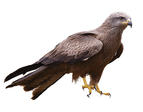 A selective focus shot of a magnificent falcon standing powerfully over its prey