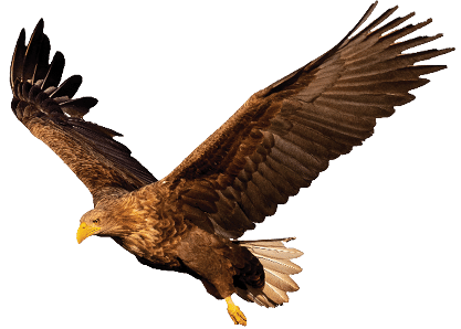Adult white-tailed eagle, Haliaeetus albicilla, flying with wings spread open looking down isolated on white background. Cut out wild bird of prey in the air at sunset.